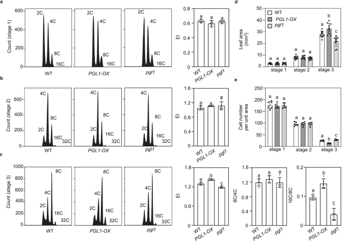 Fig. 5: PGL1 promotes endocycle progression.