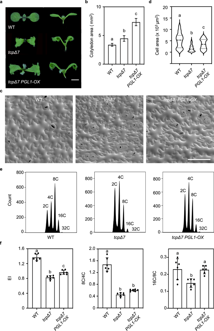 Fig. 6: PGL1 rescues the endocycle progression defect in tcpΔ7.