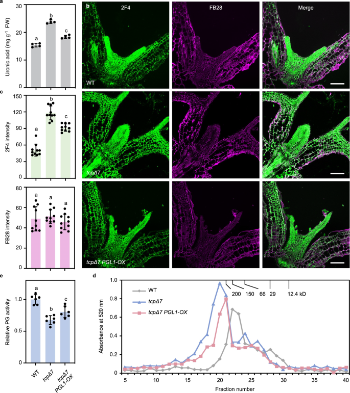 Fig. 7: PGL1 partially restores cell wall pectin accumulation in tcpΔ7.