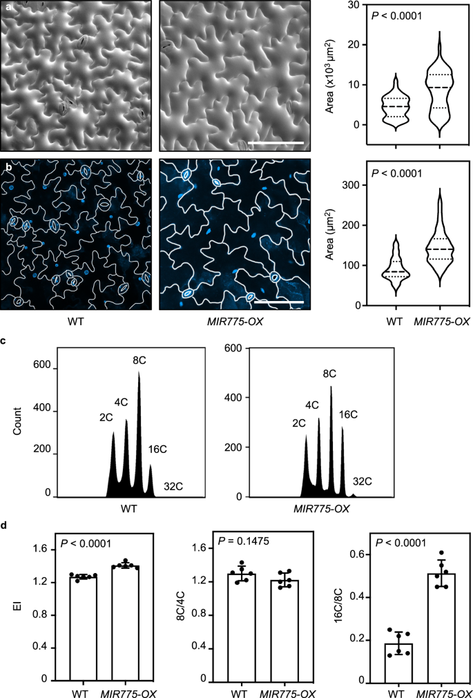 Fig. 8: Pectin-regulating miR775 promotes endocycle progression.