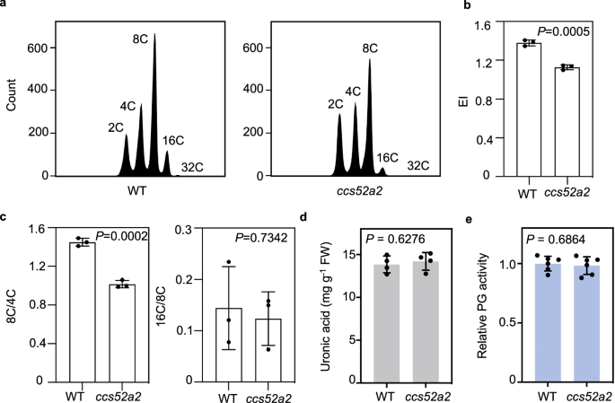 Fig. 9: Hindering endocycle onset alone does not impact pectin level.