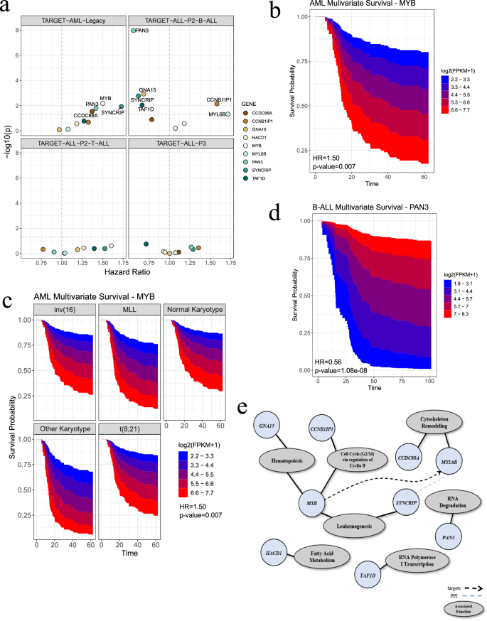 Fig. 4: Prognostic associations of leukemia signatures and functional analysis.