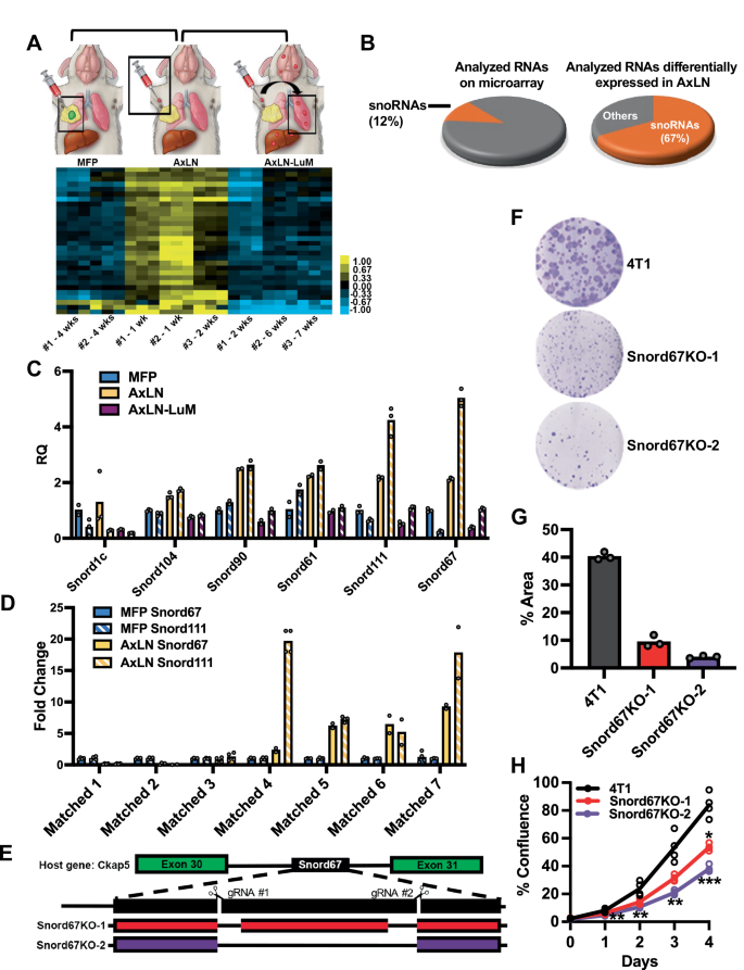Fig. 1: Identification and validation of snoRNAs that are upregulated in LN tumors.