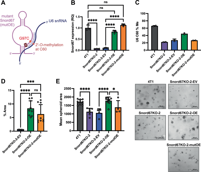 Fig. 2: Colony and spheroid formation upon stable rescue of Snord67 in 4T1 cells.