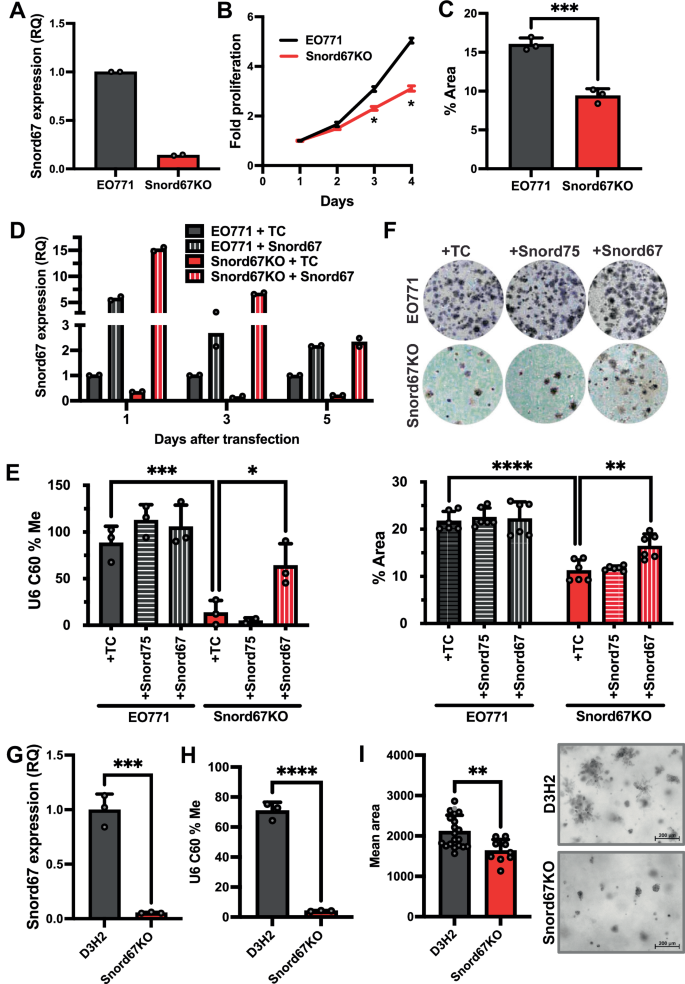 Fig. 3: Knockout and rescue of Snord67 expression in EO771.LMB and D3H2 cells.