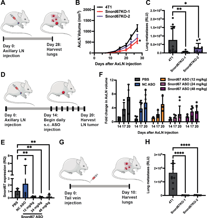 Fig. 4: Impact of Snord67 loss on AxLN tumor growth and metastasis.