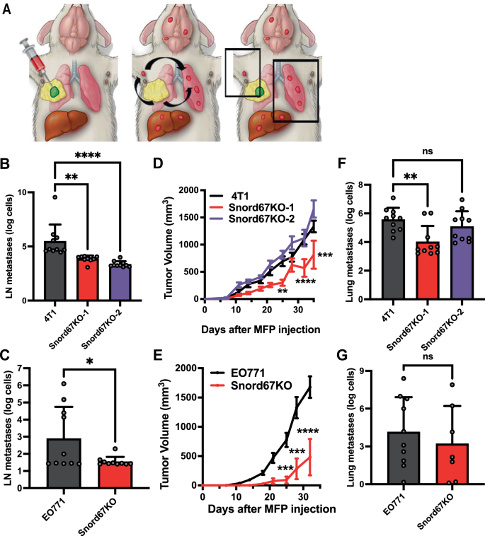 Fig. 5: Impact of Snord67 knockout on LN and lung metastases after MFP injection.