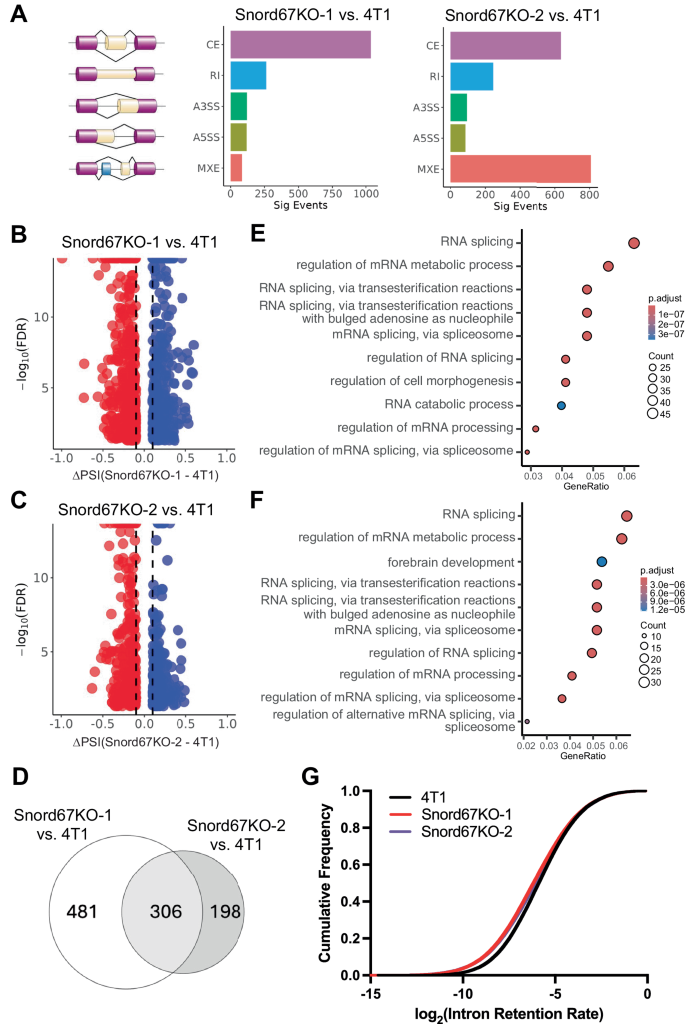 Fig. 6: Changes in the splicing landscape upon Snord67 knockout in 4T1 cells.