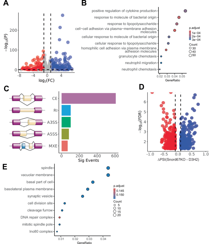 Fig. 7: Differential gene expression and alternative splicing upon Snord67 knockout in D3H2 cells.