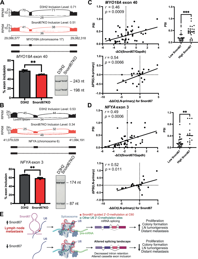 Fig. 8: Snord67-dependent differential alternative splicing of MYO18A exon 40 and NFYA exon 3 in D3H2 cells and breast cancer patients.