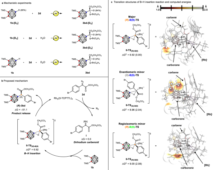 Fig. 4: Mechanistic studies.
