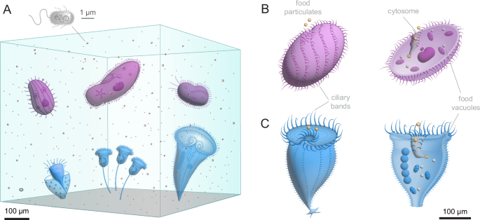Fig. 1: Ciliates utilise phagotrophy to ingest food particles.
