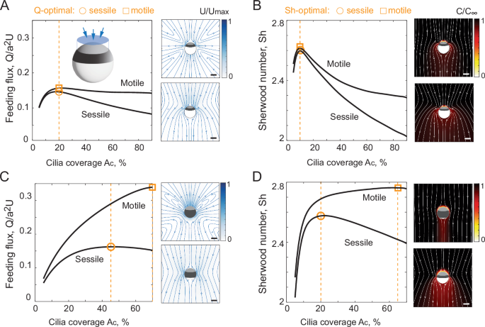 Fig. 3: Optimal cilia coverage in sessile and motile cells at given feeding fractions.