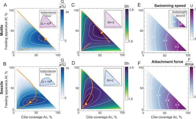 Fig. 4: Optimal arrangements of cilia and feeding structures in sessile and motile cells.