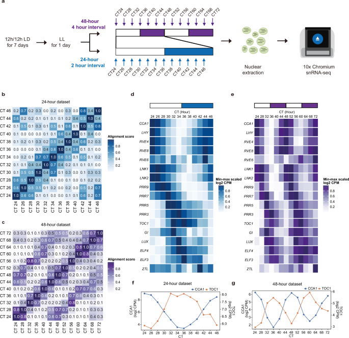 Fig. 1: Comprehensive snRNA-seq analysis of transcripts rhythmic accumulations in Arabidopsis seedlings.