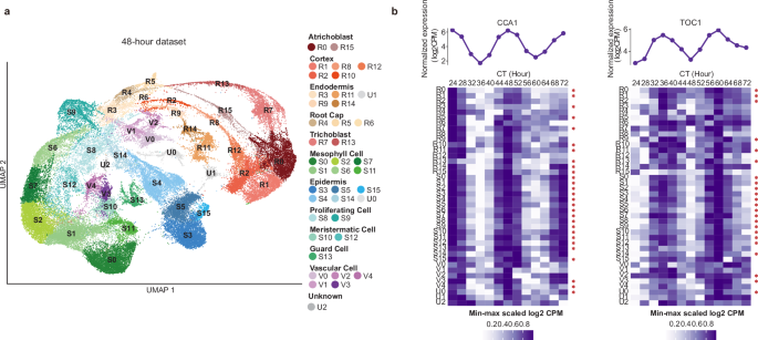 Fig. 2: Dissection of cell types and circadian gene expression.