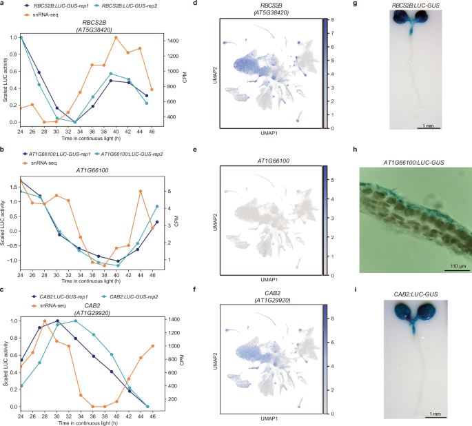 Fig. 3: Spatiotemporal validation of oscillatory gene expression patterns.
