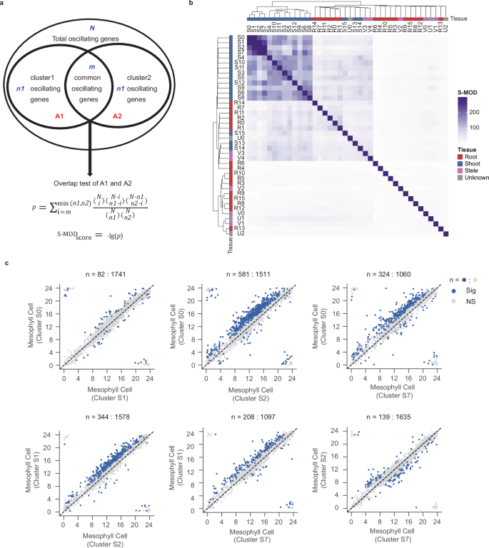 Fig. 4: Shoot clusters exhibit significant similarity in oscillating gene contents.