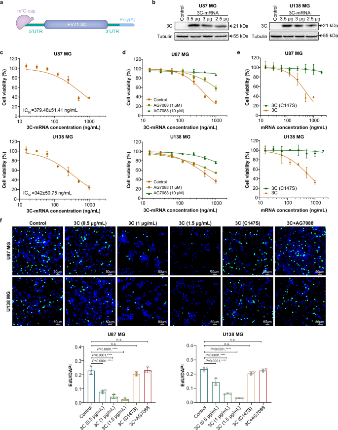 Fig. 1: 3C-mRNA inhibits the viability and proliferation of GBM cells.