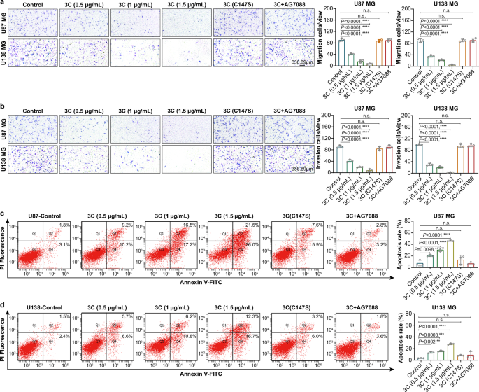 Fig. 2: 3C-mRNA inhibits the proliferation, migration and invasion of GBM cells and promotes cell apoptosis.