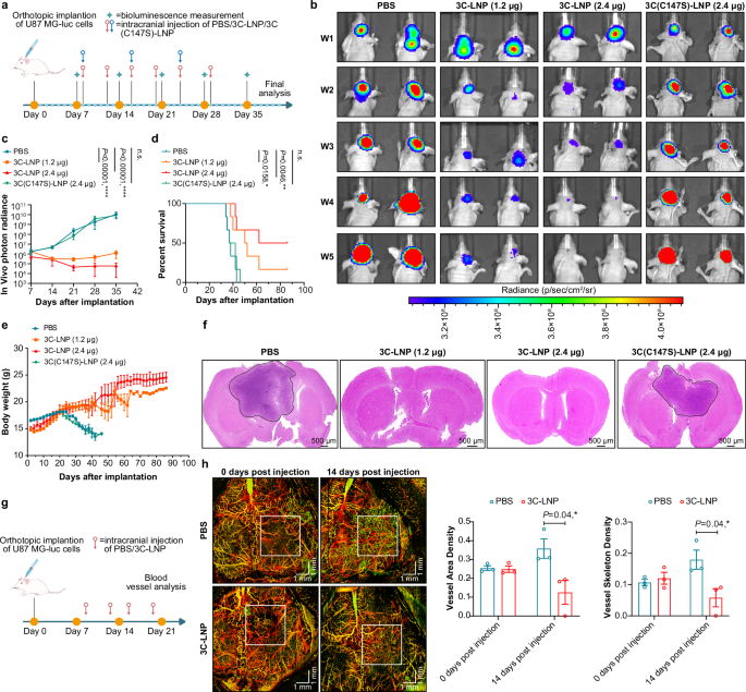 Fig. 3: 3C-LNPs suppress tumor growth and development in an orthotopic glioblastoma model.