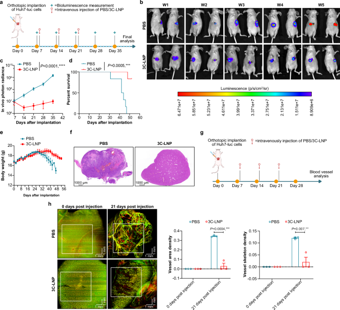 Fig. 5: Therapeutic efficacy of 3C-LNPs in an orthotopic HCC model.