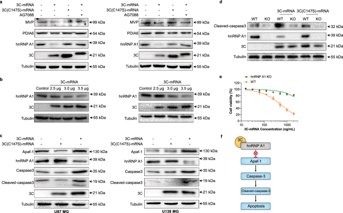 Fig. 7: Ectopic expression of 3 C protease decreases the level of hnRNP A1 and induces apoptosis through cleavage of hnRNP A1.