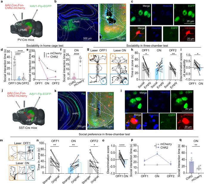 Fig. 10: Selective activation of the LPMR-PV (ACC) or vHPC-SST (ACC) projection impairs social interaction.