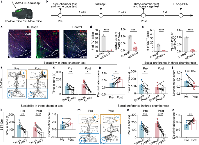 Fig. 2: Apoptosis of PV and SST interneurons in the ACC induced by virus alters behavior in the three-chamber test.
