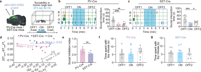 Fig. 3: Optogenetic activation of PV or SST interneurons suppresses social behavior in the home cage test.
