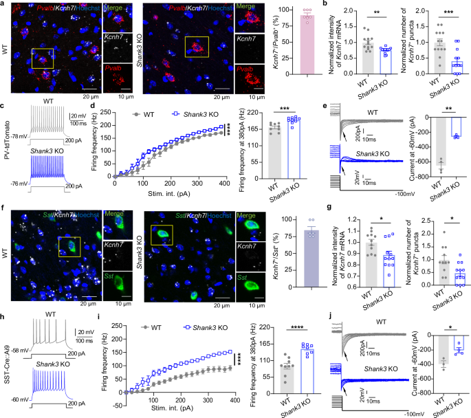 Fig. 6: Increased excitability and decreased Kv11.3 current in PV and SST interneurons within the ACC of Shank3 KO mice.