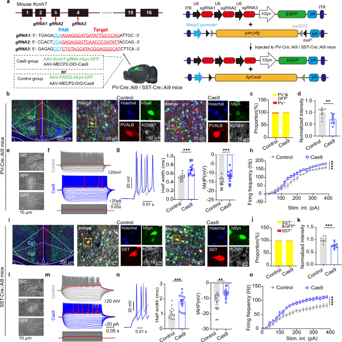 Fig. 7: CRISPR-Cas9-mediated Kcnh7 knock out in PV and SST interneurons enhances neuronal excitability.