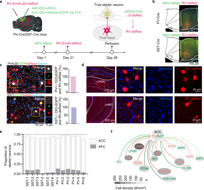Fig. 9: Retrograde monosynaptic tracing reveals that the LPMR and vHPC preferentially project to PV and SST interneurons in the ACC.