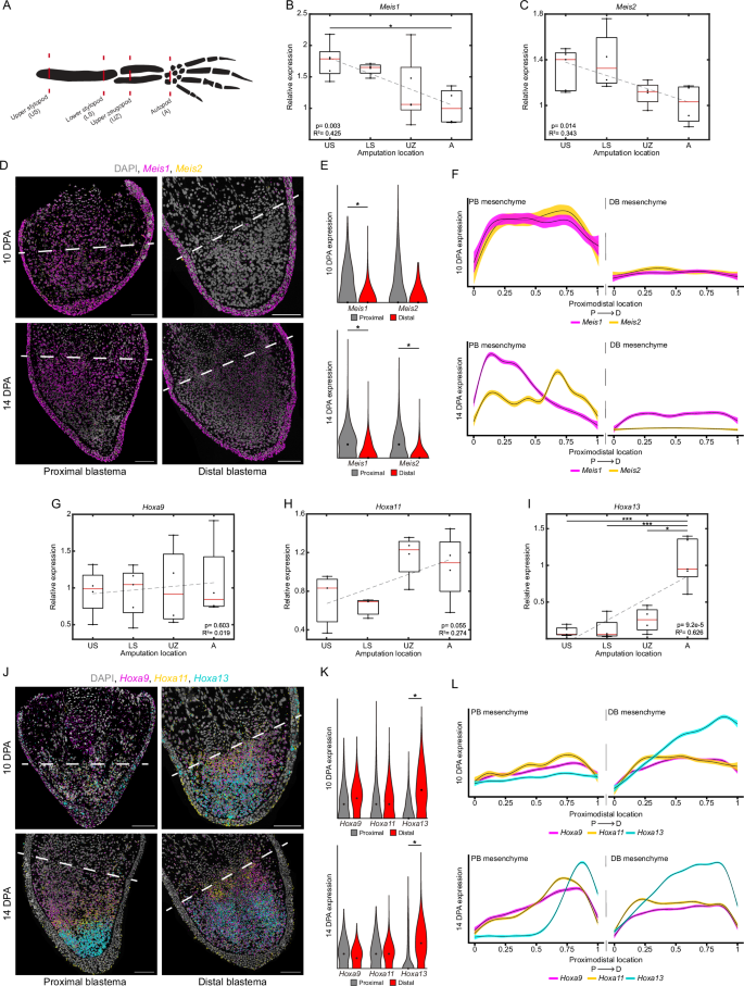 Fig. 1: PD patterning genes are dynamically expressed during limb regeneration.
