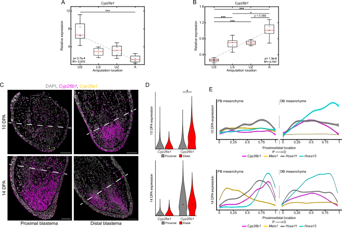 Fig. 2: Cyp26b1 is differentially expressed in PBs and DBs and is related to Meis1, Hoxa11, and Hoxa13 expression.