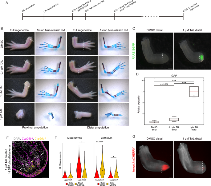 Fig. 3: CYP26 inhibition phenocopies exogenous RA during limb regeneration.