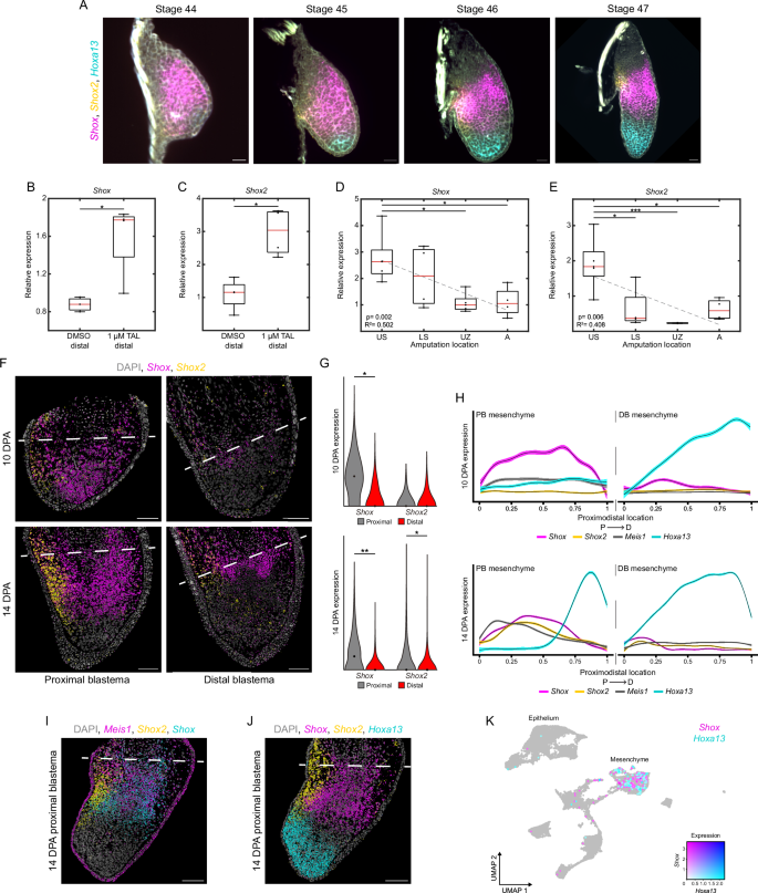 Fig. 5: Shox and Shox2 mark proximal and posterior positional identity.