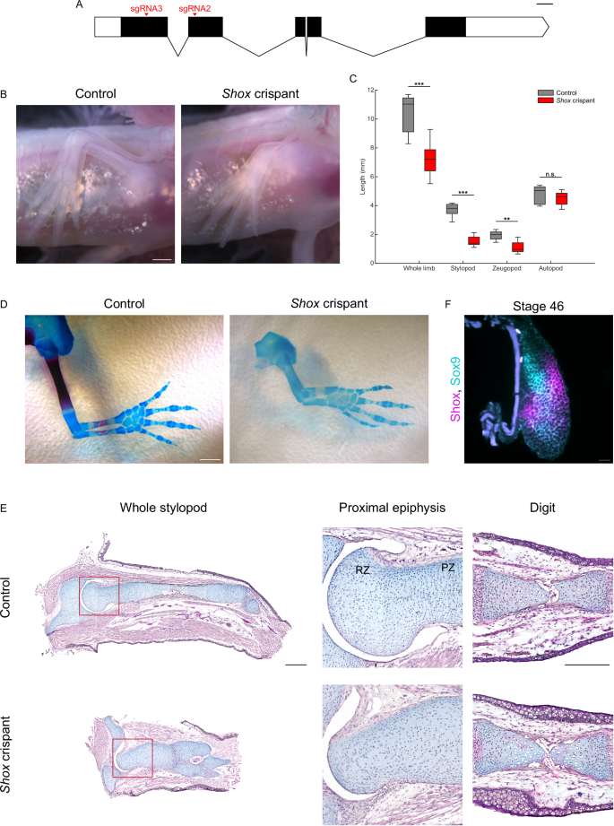 Fig. 6: Shox crispants show defects in endochondral ossification of proximal limb skeletal elements.