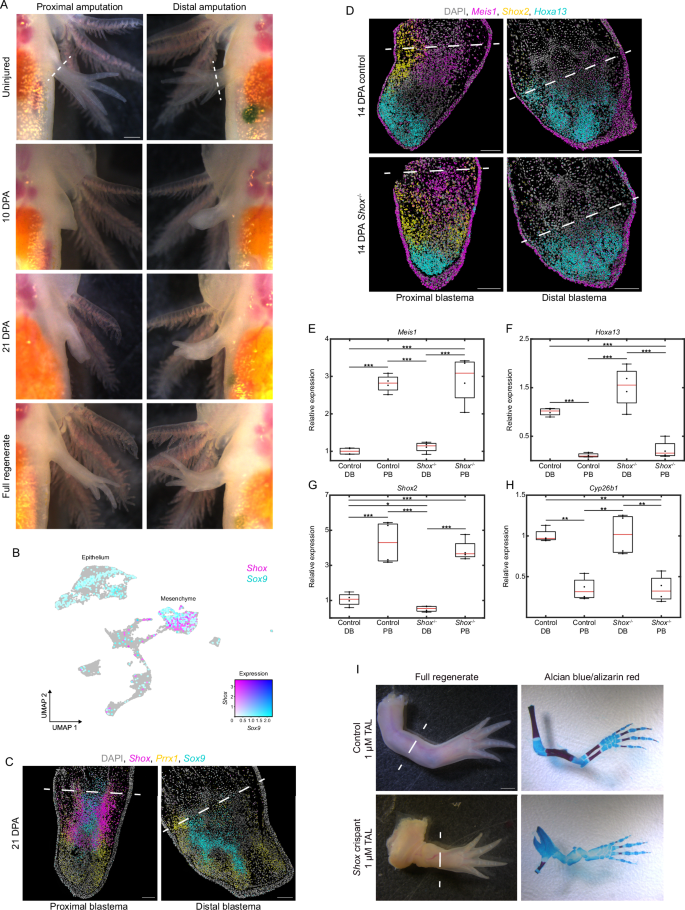 Fig. 7: Shox is dispensable for limb regeneration but required for PD patterning.