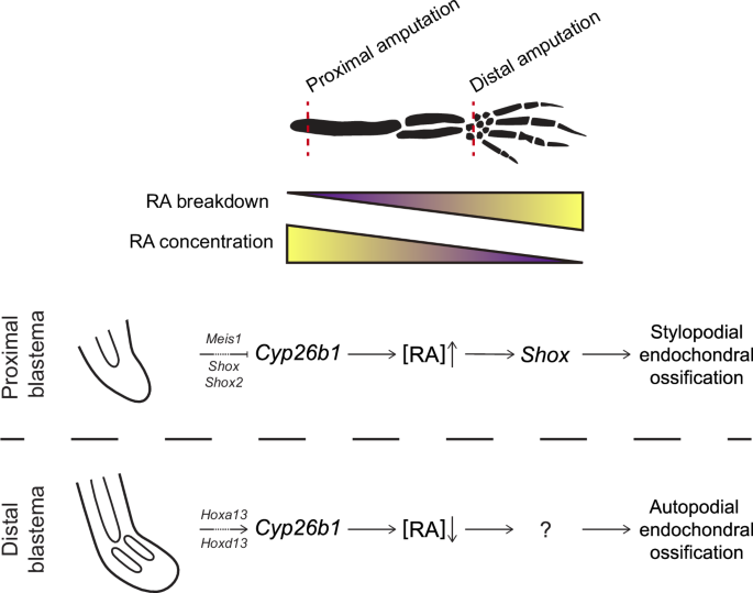 Fig. 8: Model for PD patterning during limb regeneration.