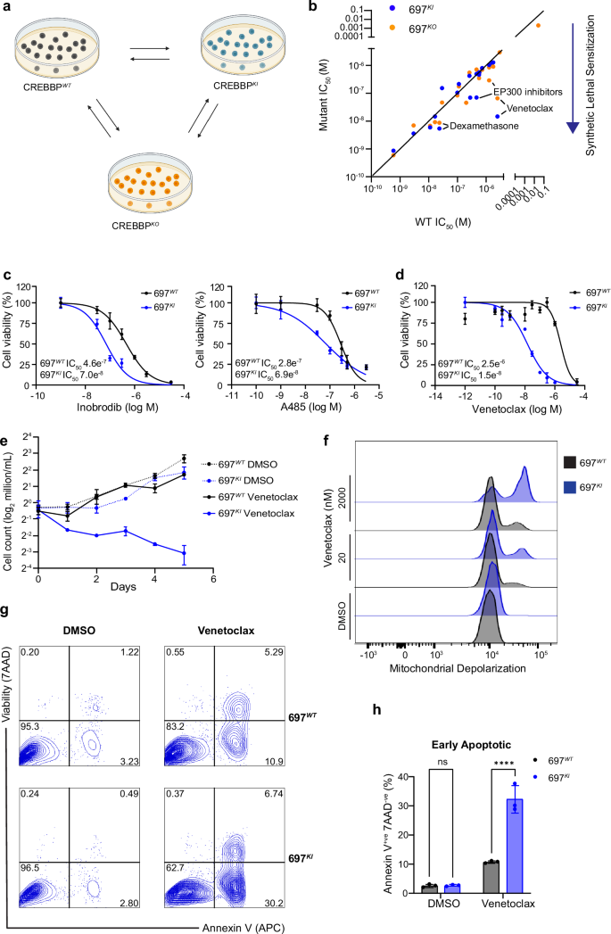 Fig. 1: CREBBP-mutated B-ALL cell lines show increased sensitivity to Venetoclax.