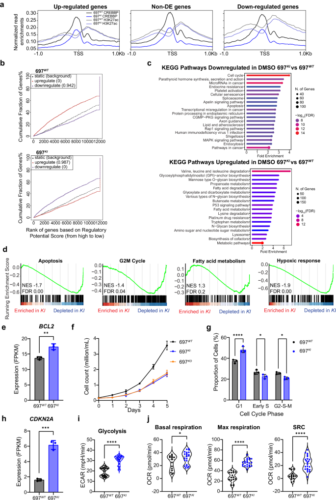 Fig. 3: CREBBP-mutated B-ALL cell lines show significant cell cycle and metabolic dysregulation.