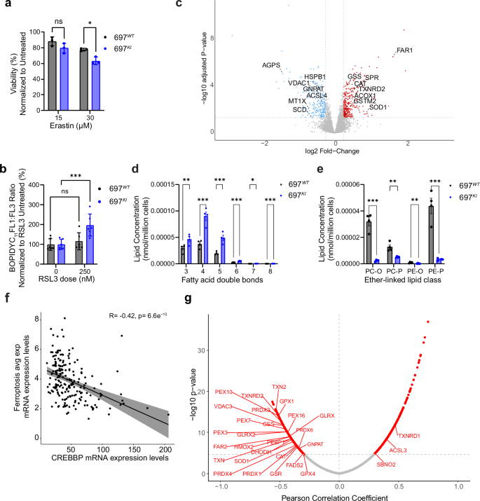 Fig. 5: CREBBP-mutation affects the redox balance and lipid content of B-ALL cell lines.