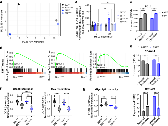 Fig. 6: Acquisition of Venetoclax resistance results in transcriptional convergence.