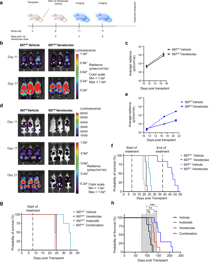 Fig. 9: Genetic or pharmacological inhibition of CREBBP sensitizes B-ALL to Venetoclax in-vivo.