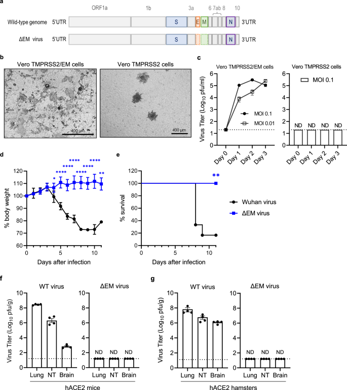 Fig. 1: Generation of the SARS-CoV-2 ΔEM vaccine candidate virus and its attenuation in rodent models.