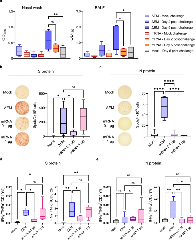 Fig. 3: Respiratory tract immune response in ΔEM virus-vaccinated K18-hACE2 mice.