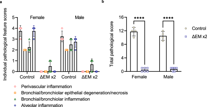 Fig. 5: Pathological features in the lungs of ΔEM virus-vaccinated hamsters.