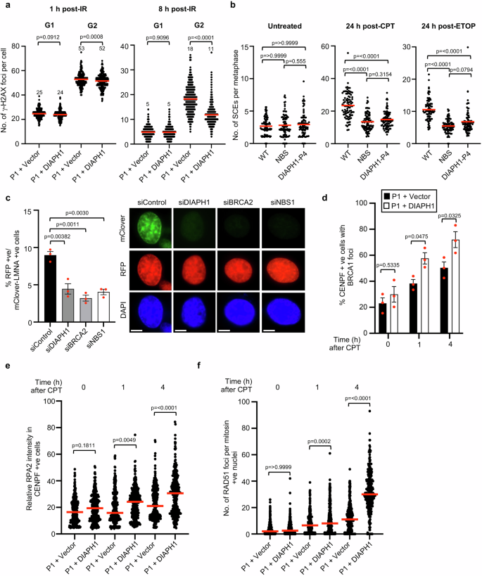 Fig. 3: Cells lacking DIAPH1 exhibit an inability to repair DNA DSBs by HR.