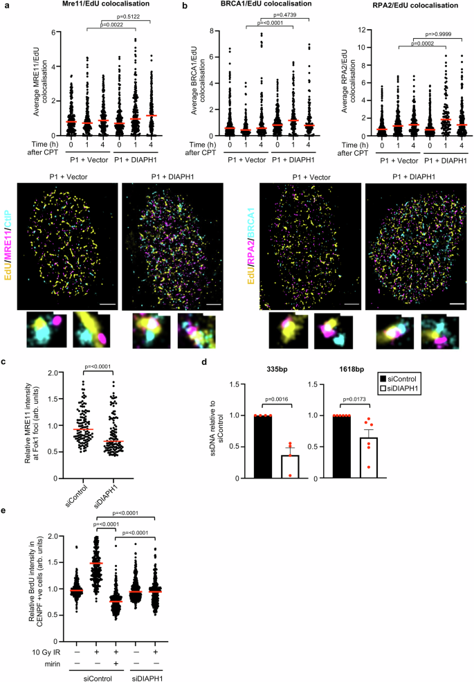 Fig. 4: DIAPH1 binds to and promotes recruitment of the MRN complex to sites of DSBs.